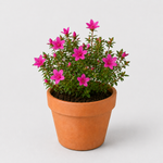 Hard To Kill Shrub Bundle - Euonymus, Camellia Lady Campbell, Pink Azalea & Pink Lavatera  4