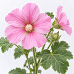 Hard To Kill Shrub Bundle - Euonymus, Camellia Lady Campbell, Pink Azalea & Pink Lavatera  5