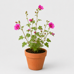 Hard To Kill Shrub Bundle - Euonymus, Camellia Lady Campbell, Pink Azalea & Pink Lavatera  5