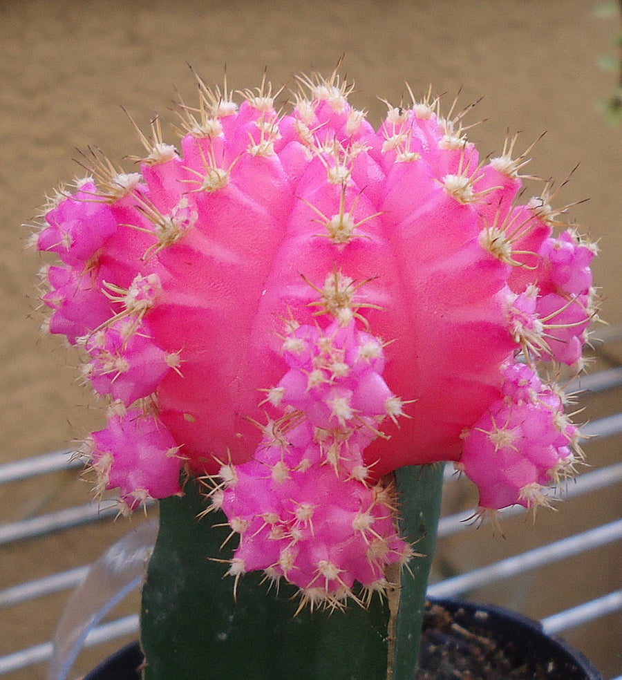 Gymnocalycium Mihanovichii Moon Cactus Plants 3 x Gymnocalycium Mihanovichii Moon Cactus Plants image3 4