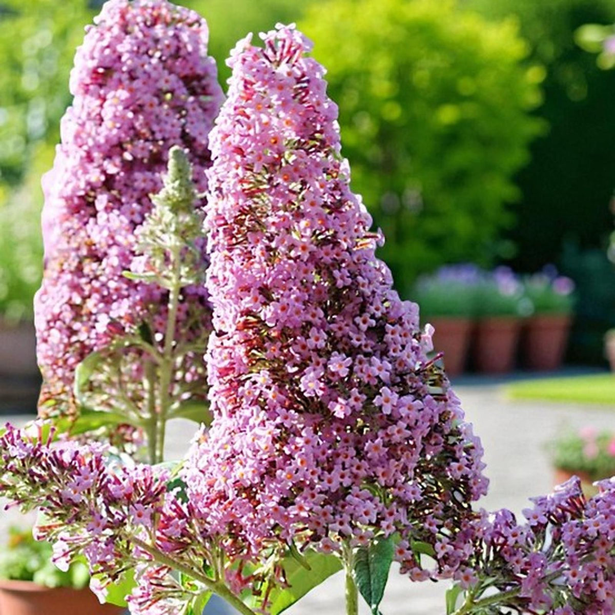 Pink Buddleia Davidii Ornamental Patio Tree in 7L Pot  4