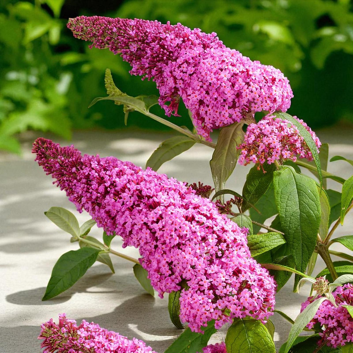 Pink Buddleia Davidii Ornamental Patio Tree in 7L Pot  3