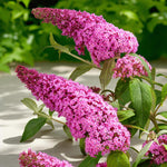 Pink Buddleia Davidii Ornamental Patio Tree in 7L Pot  3