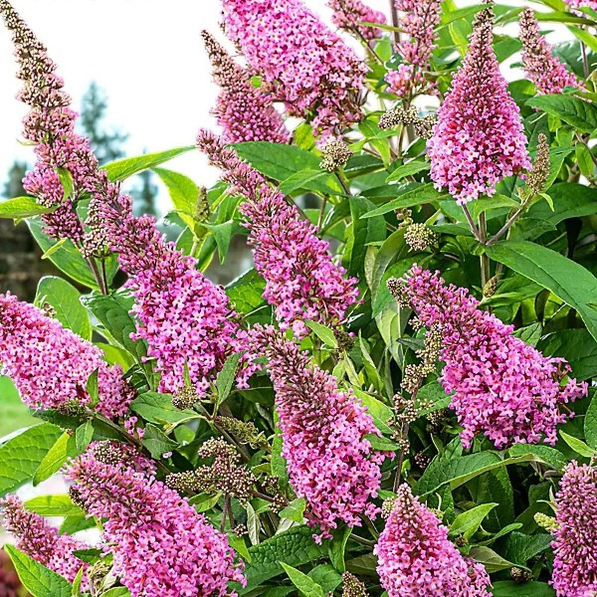 Pink Buddleia Davidii Ornamental Patio Tree in 7L Pot  2