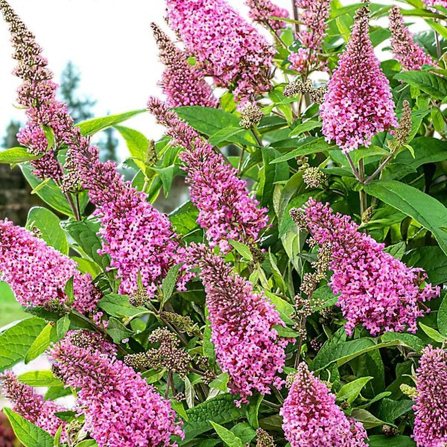 Pink Buddleia Davidii Ornamental Patio Tree  3