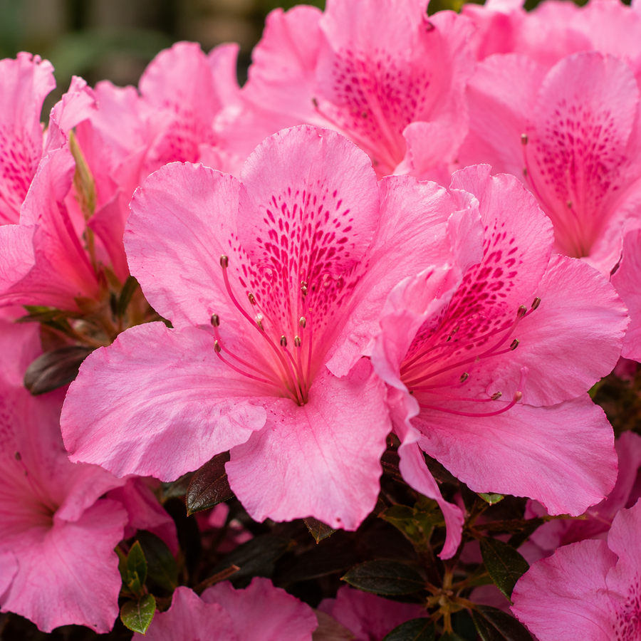 Pink Japanese Empress Azalea Plant  2