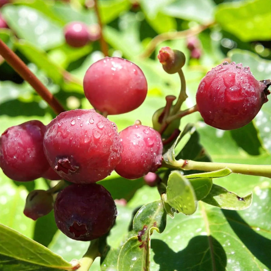 Pink Lemonade Blueberry Plant  1