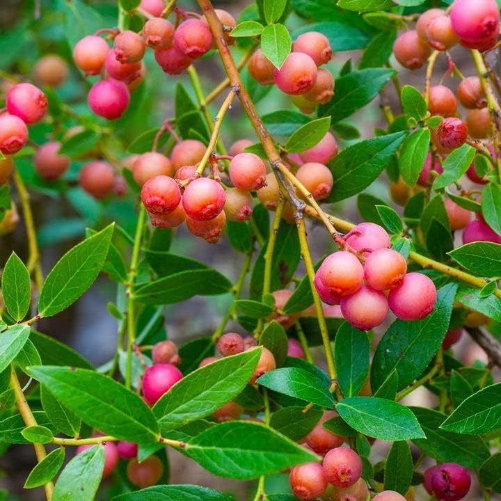 Pink Lemonade Blueberry Plant  3