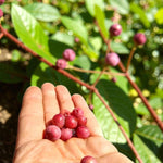 Pink Lemonade Blueberry Plant  2
