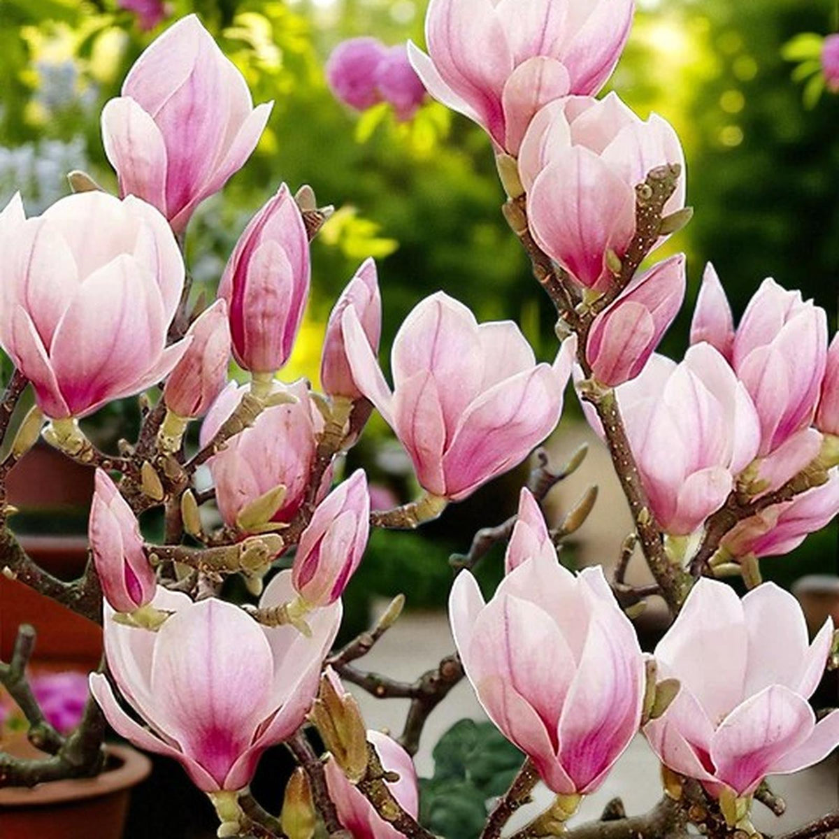 Pink Magnolia Soulangeana Tree in 5L Pot  3