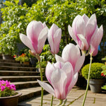 Pink Magnolia Soulangeana Tree in 5L Pot  1