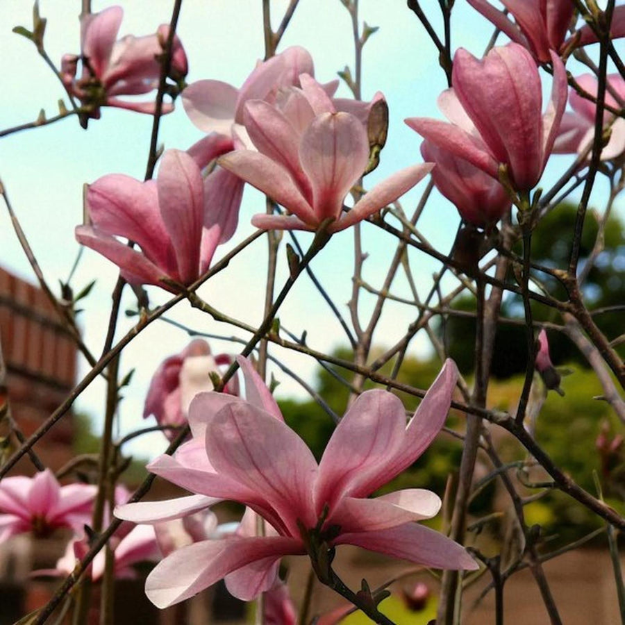 Pink Magnolia Soulangeana Tree  3
