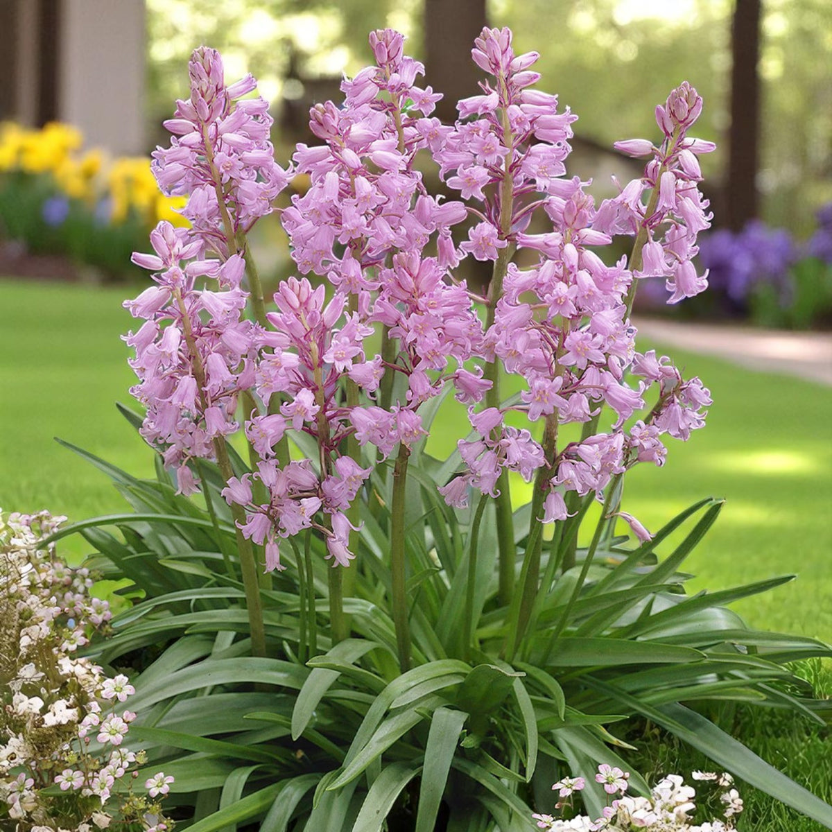 Pink Spanish Bluebell Spring Bulbs Mature clump of pink Spanish Bluebells blooming in a well-kept garden with a soft focus background of spring flowers. 3