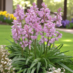 Pink Spanish Bluebell Spring Bulbs Mature clump of pink Spanish Bluebells blooming in a well-kept garden with a soft focus background of spring flowers. 3