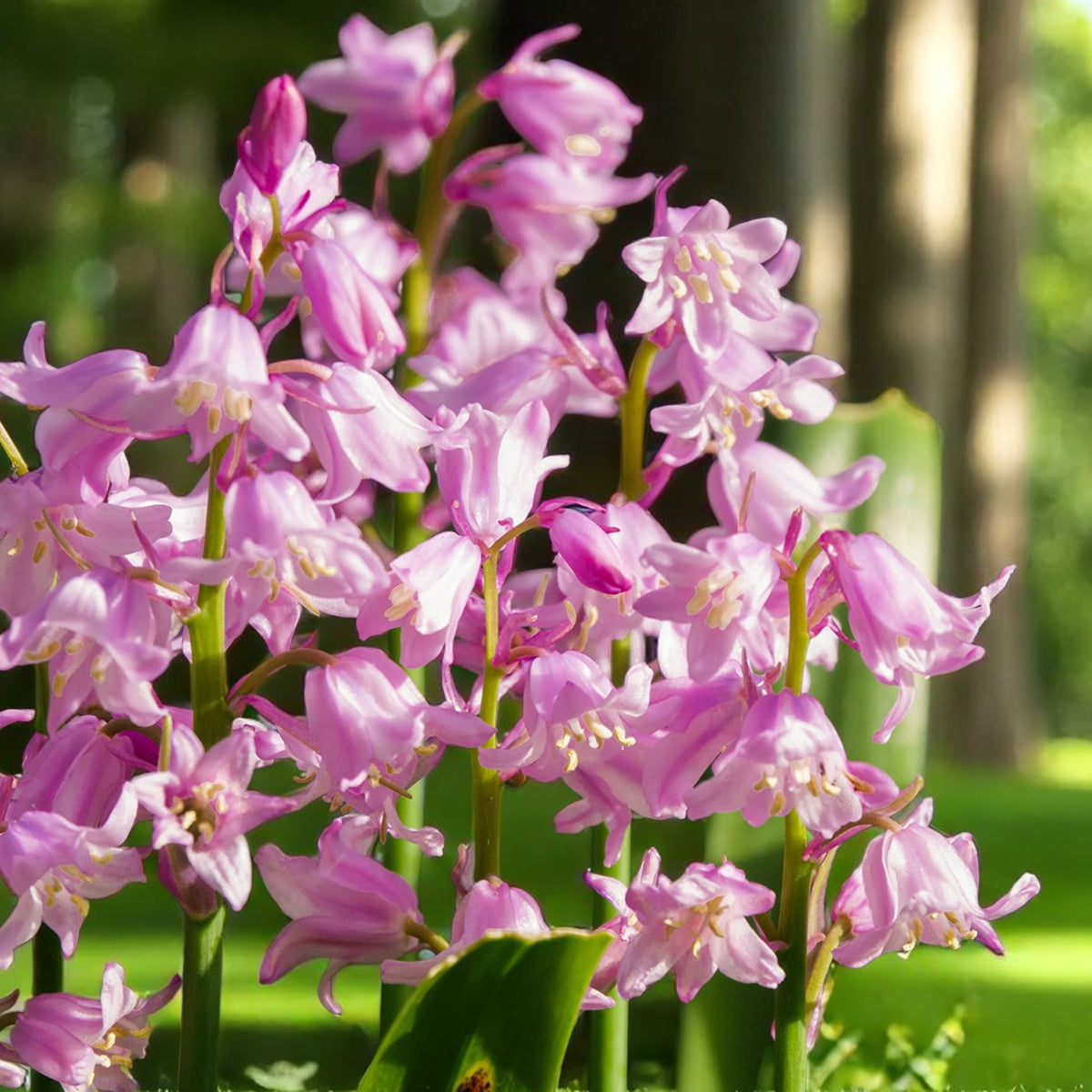 Pink Spanish Bluebell Spring Bulbs Close-up of delicate pink Spanish Bluebell flowers glowing in dappled woodland light. 1
