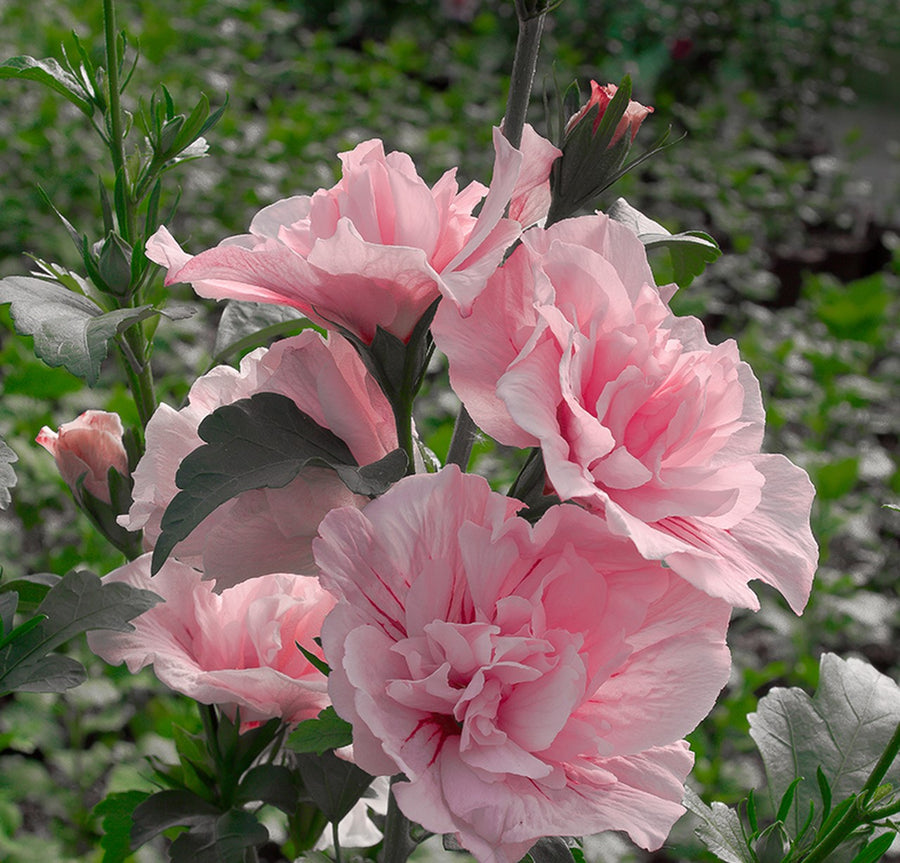 Hibiscus syriacus - Rose of Sharon - Pink Chiffon Pink_Chiffon_Rose_of_Sharon_Flowers_Blooming__35608.1523197315 2