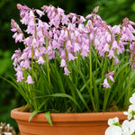 Pink Spanish Bluebell Spring Bulbs Pink Spanish Bluebells growing in a terracotta pot, set against lush garden foliage. 2