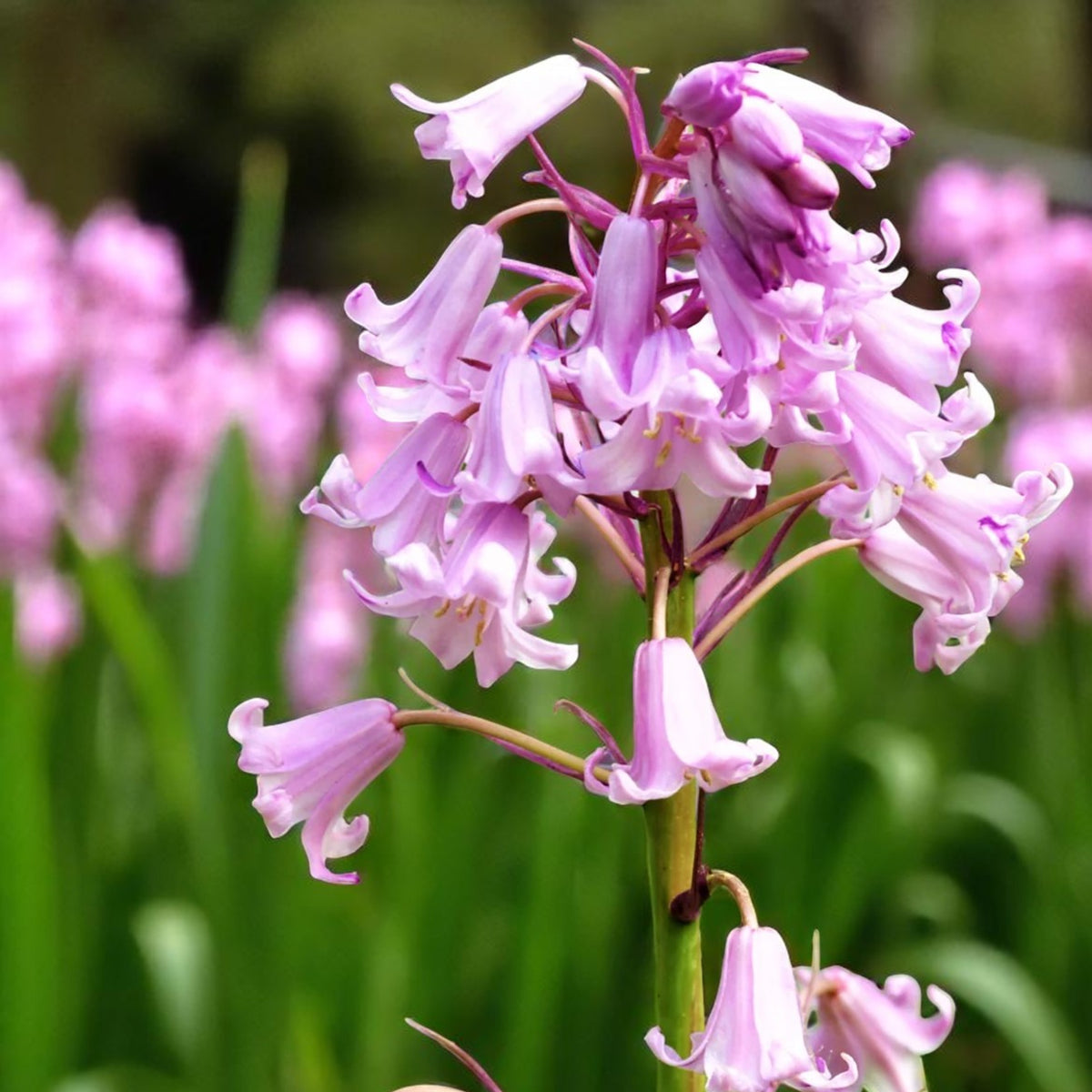 Pink Spanish Bluebell Spring Bulbs Cluster of pink Spanish Bluebells in full bloom, with a blurred meadow of matching flowers in the background. 4