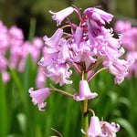 Pink Spanish Bluebell Spring Bulbs Cluster of pink Spanish Bluebells in full bloom, with a blurred meadow of matching flowers in the background. 4