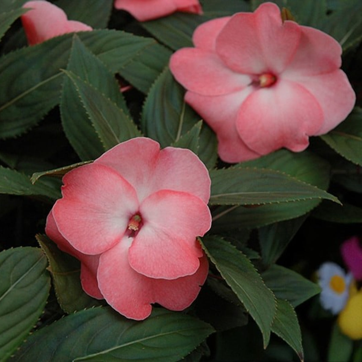 Impatiens New Guinea Bedding Plants Close up of pale pink impatiens new guinea flowers against green foliage.  5
