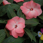 Impatiens New Guinea Bedding Plants  5