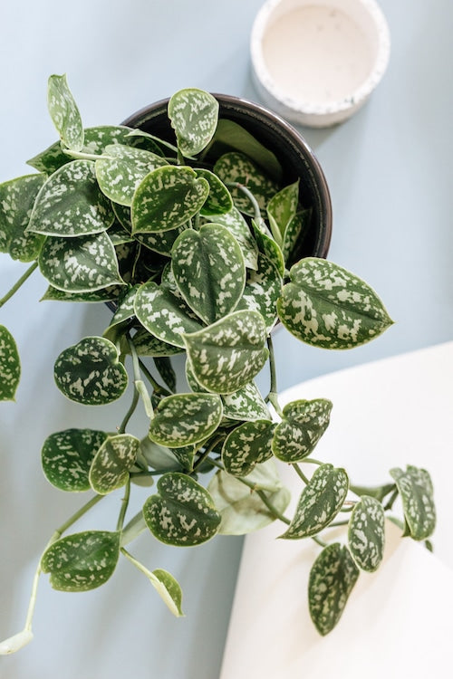 Scindapsus pictus Argyraeus Hanging Plant Plant-Circle_25-June-2019_Photo-by-Savannah-van-der-Niet-29 1