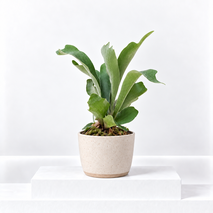 Platycerium veitchii 'Braam' - Staghorn Fern  1