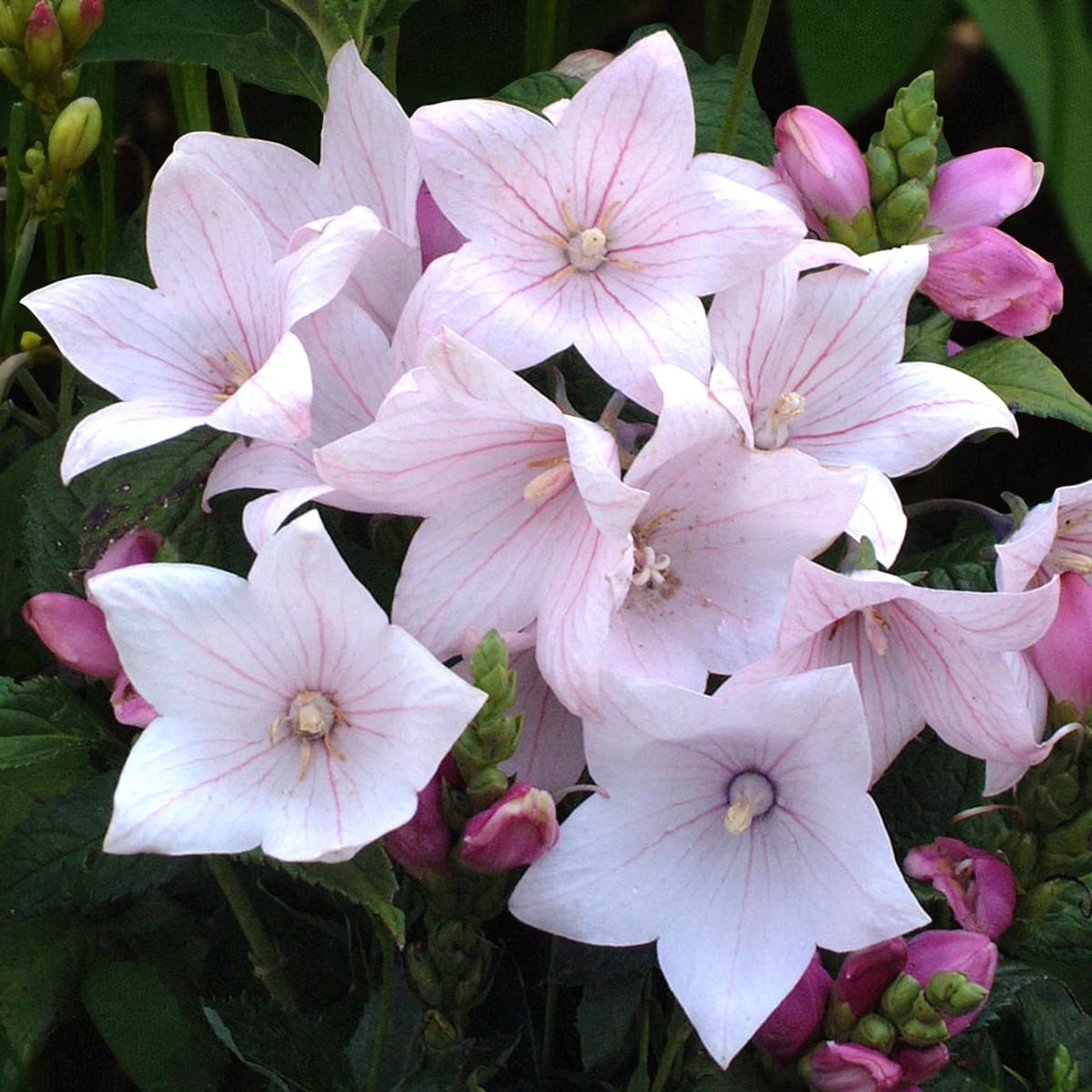 Platycodon Fuji Pink Bare Root  2