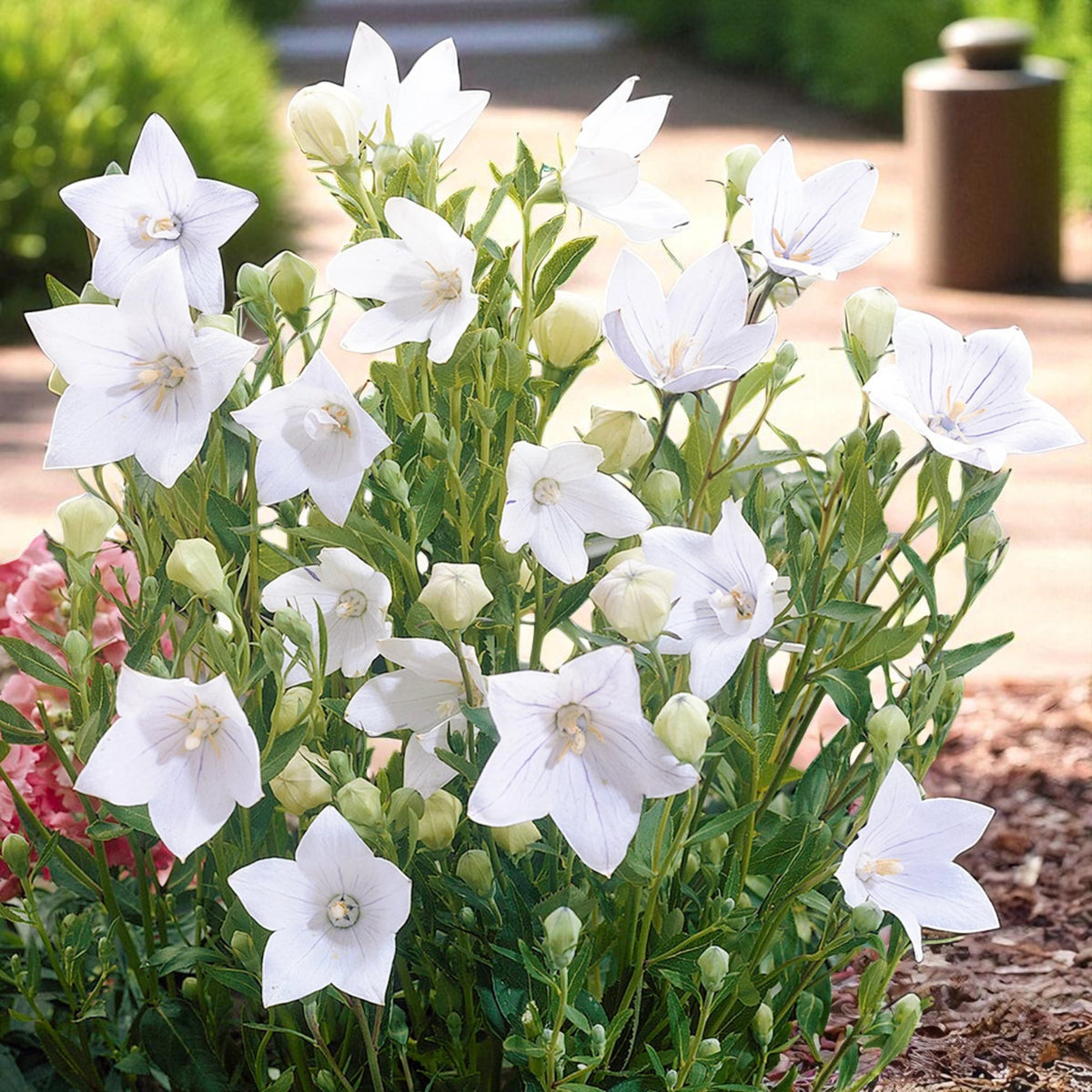 Platycodon Fuji Pink Bare Root  3
