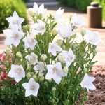 Platycodon Fuji Pink Bare Root  3