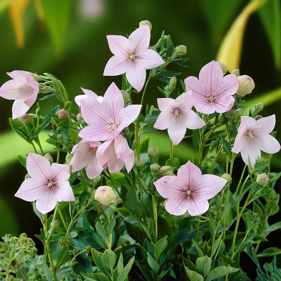 Platycodon Fuji Bare Root  10