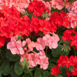 Plug Plants - Geranium Hot and Spicy Mix  4