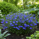 Plug Plants - Lobelia Sapphire  1