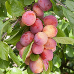 Plum Tree - Sweet Orange  3