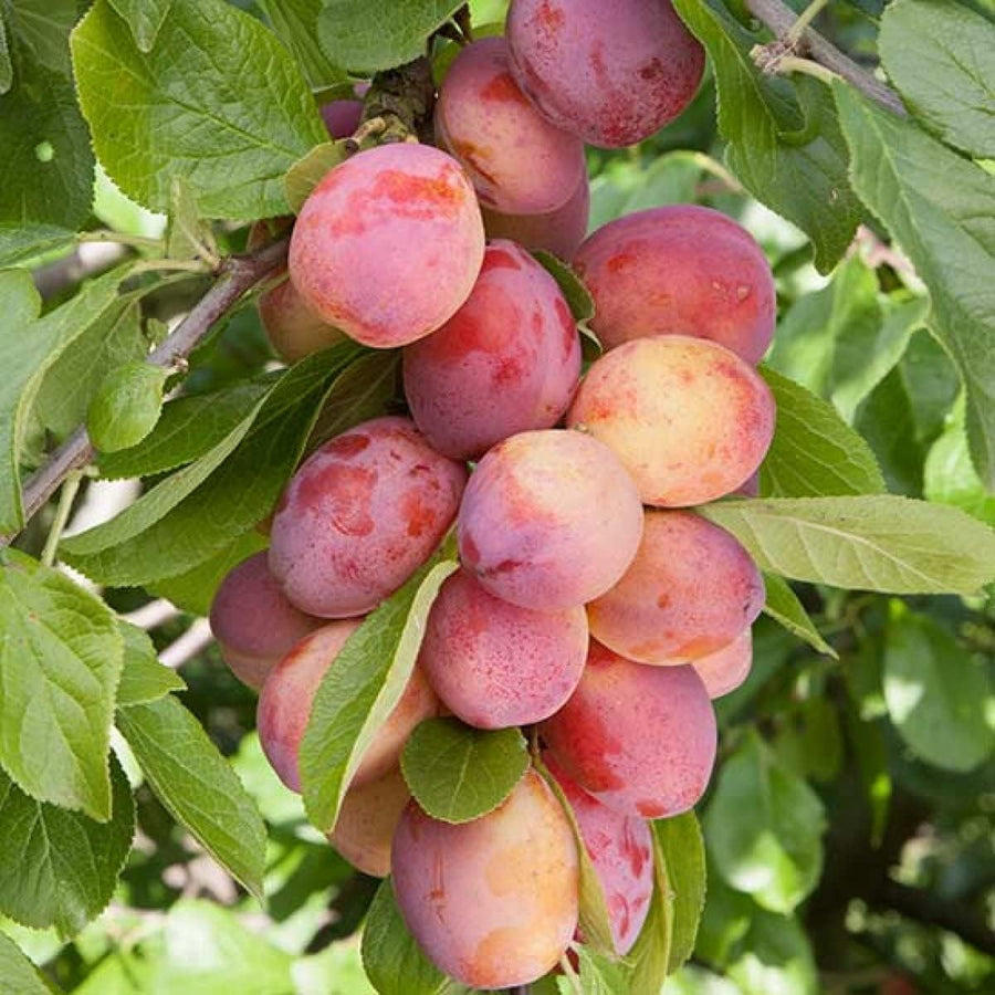 Plum Tree - Sweet Orange  3