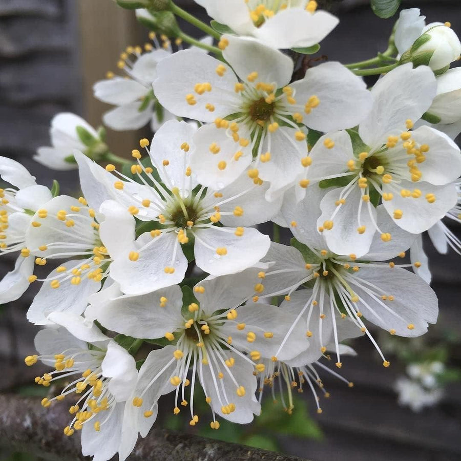 Plum Tree - Sweet Orange  4