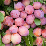 Plum Tree - Sweet Orange  2