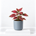 Polka Dot Plant  1