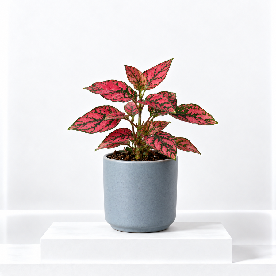 Polka Dot Plant  1
