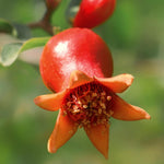 Pomegranate Punica Provence Tree Plant  3