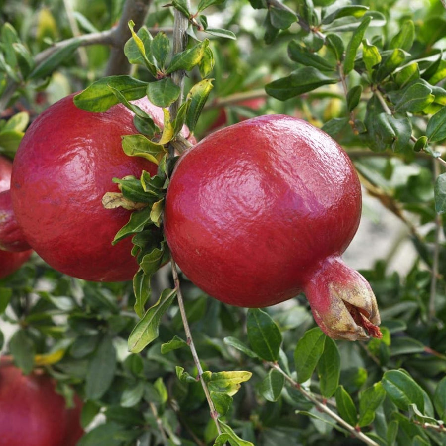 Pomegranate Punica Provence Tree Plant  2