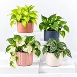 Devil's Ivy Mixed Pothos Collection  1