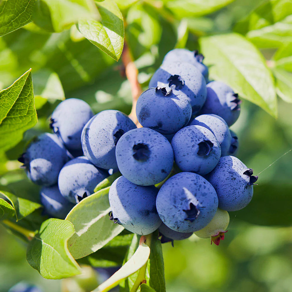 Blueberry Plant Powder Blue