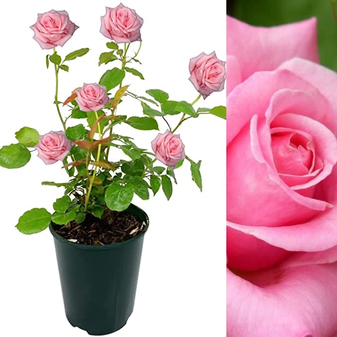 Pink Rose Bush - Prima Ballerina Primaballerina 2
