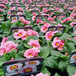 Primrose Apple Blossom Bedding Plants  1