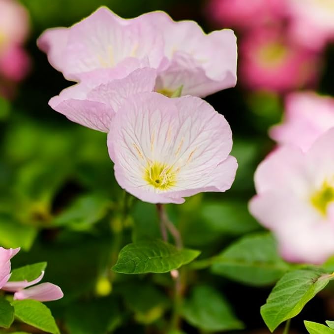 Primrose Baby Pink Bedding Plants  1