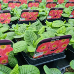 Primrose Baby Pink Bedding Plants  2