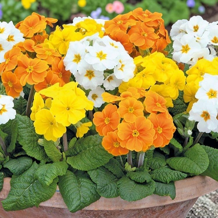 Primrose Daffodil Mix  1