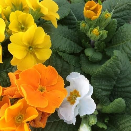 Primrose Daffodil Mix  2