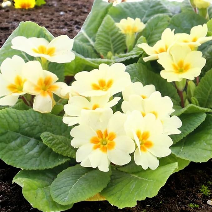 Primrose Everlast Yellow Bedding Plants  1